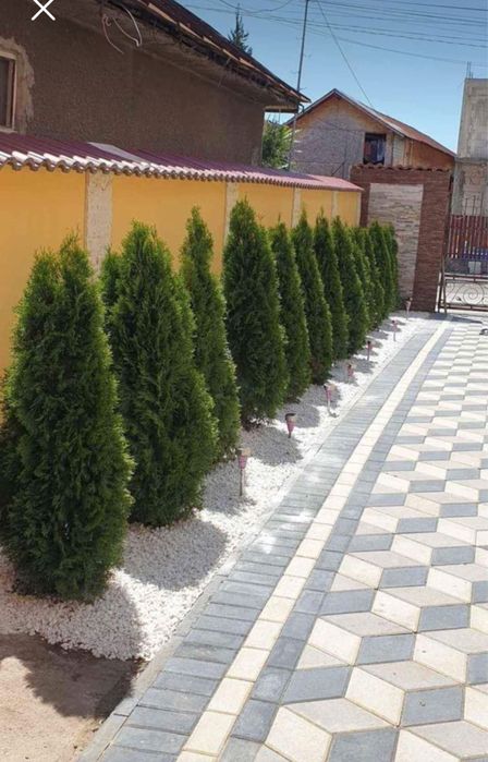 Plante ornamentale naturale