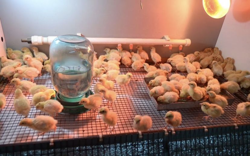 Перепела Бөдене Суточные