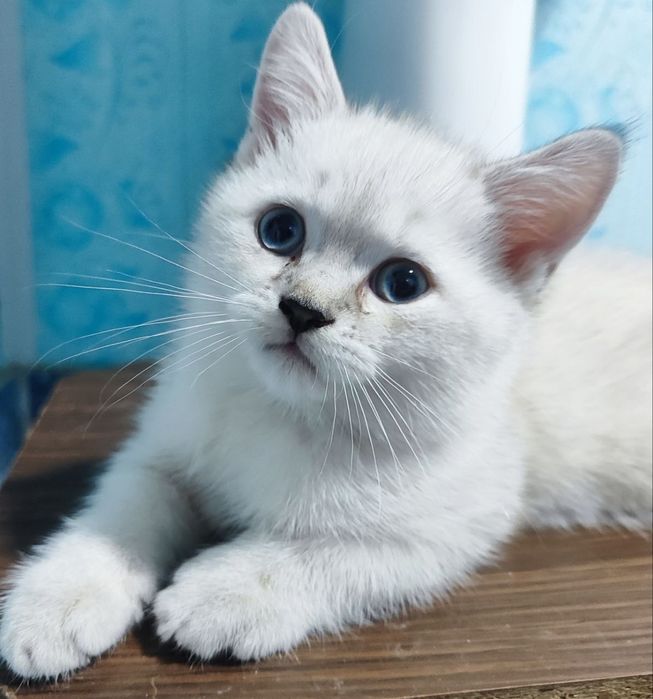 2 месяцев котята продаётся чистокровные