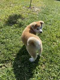 Pui Akita inu baiat