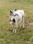 Capra buna de lapte