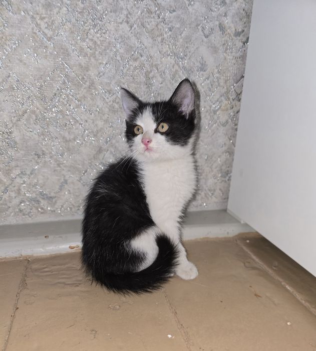 Отдам котёнка в добрые руки