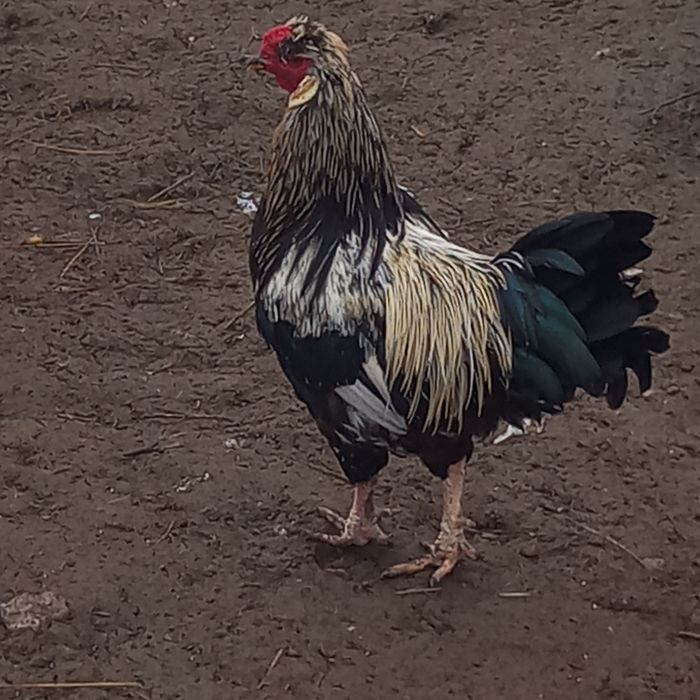 Cocosi frumoși de vânzare