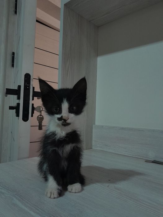 Отдам котят в хорошие руки . Hadiyaga mushuklar