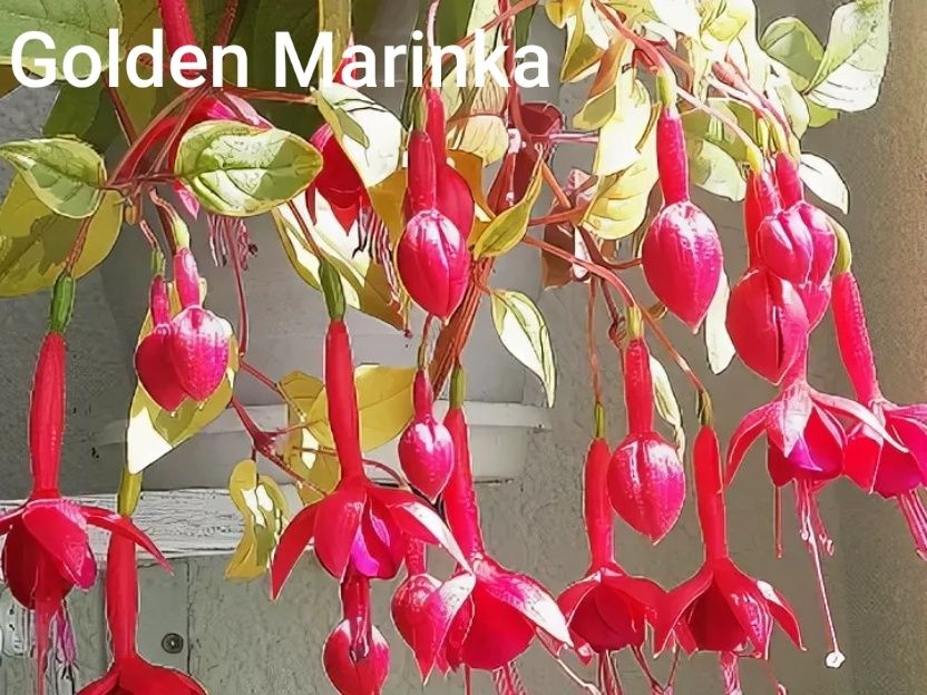 Продам саженци фуксий