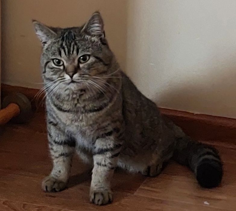 Котик в добрые ручки