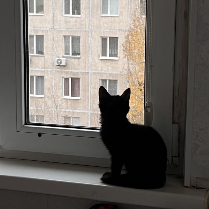 котенок 3 месяца