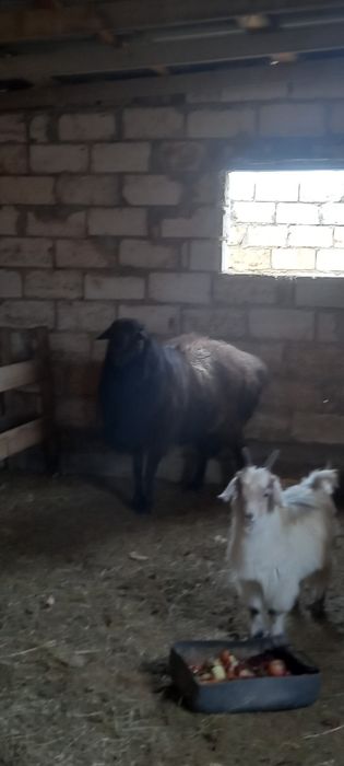 Қошқар ; 200 000тг