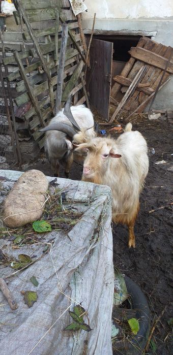 Vând 2 țapi de 2 ani