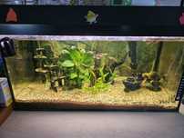 Acvariu juwel  60 L + filtru jbl e702+ decoratiuni