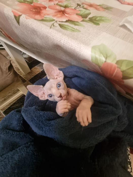 Продам котята сфинксы