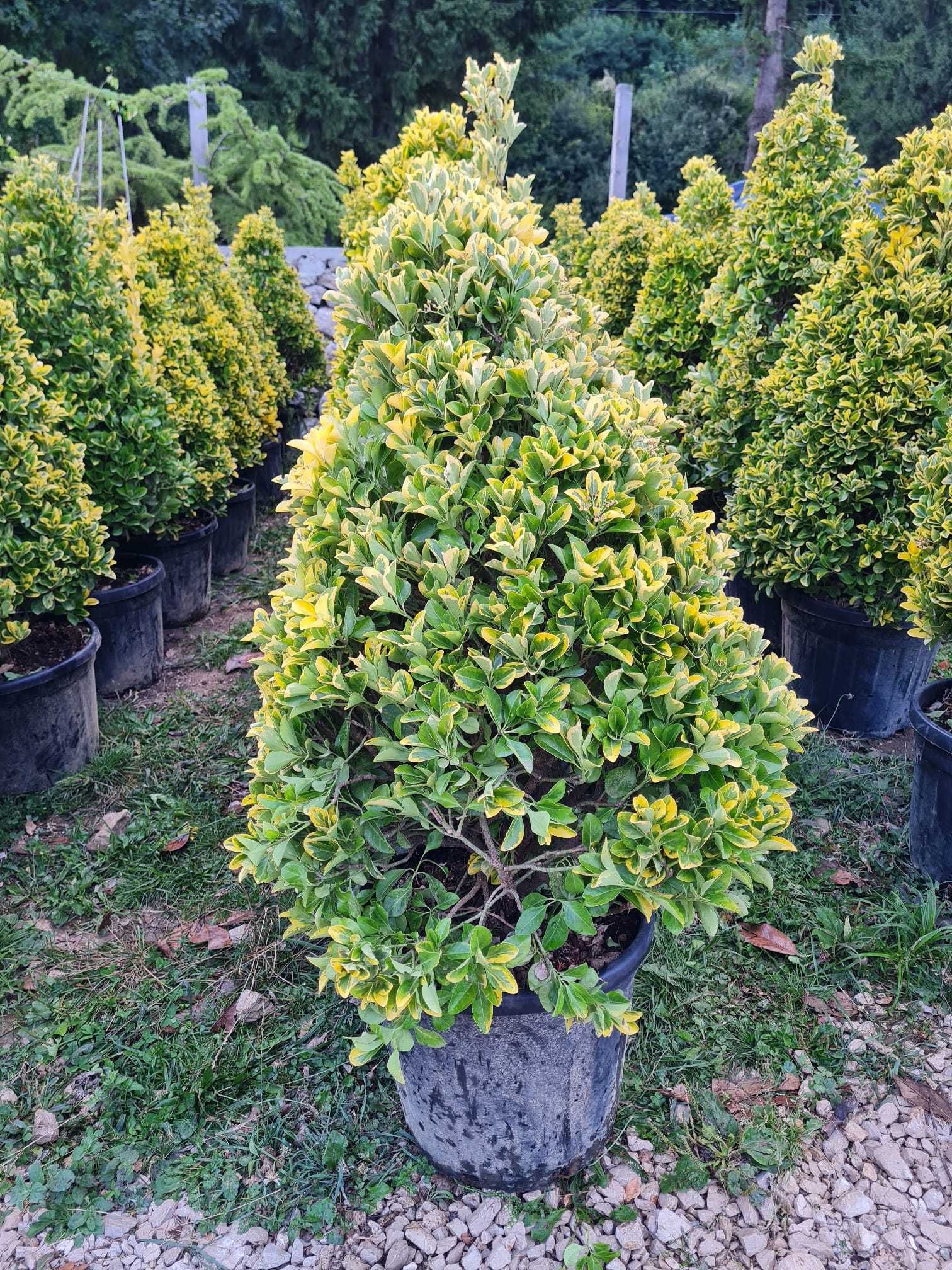 Palmier Trachycarpus fortunei , Catalpa Globulara, Tuia Smaragd Plante