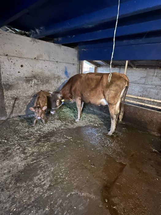 Vaca cu vitel de vanzare