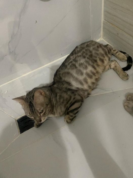 Кошки висловухи и бингалский