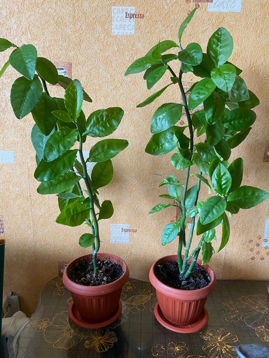 комнатное растение Педилантус