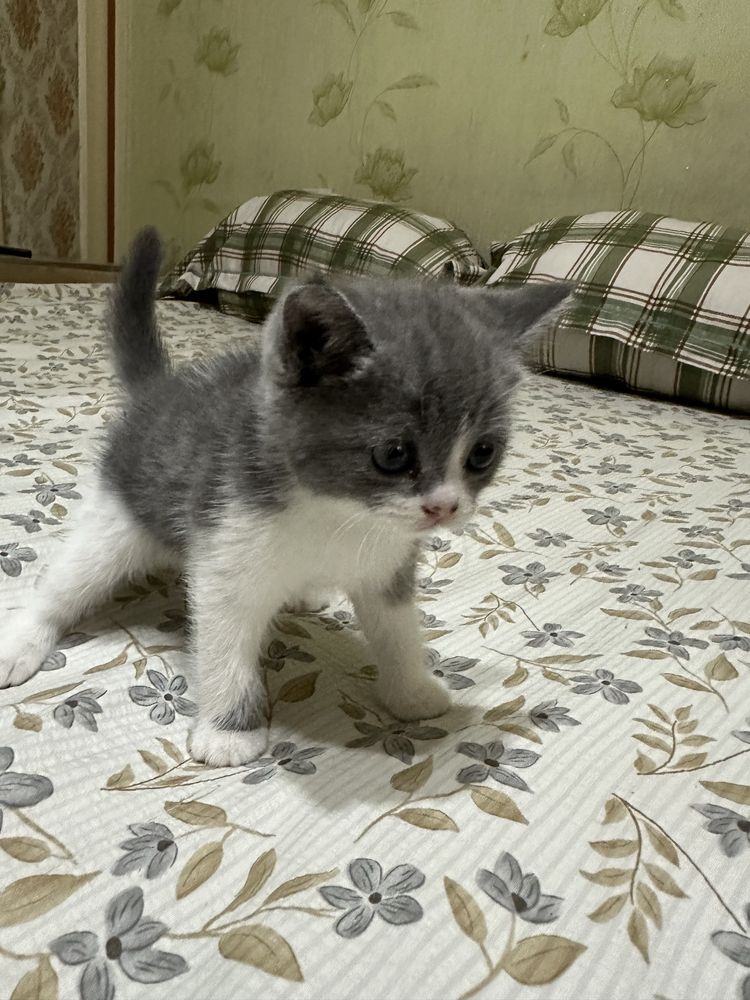 Продается скоттиш страйт