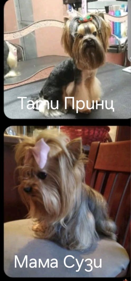 Йоркширски териер