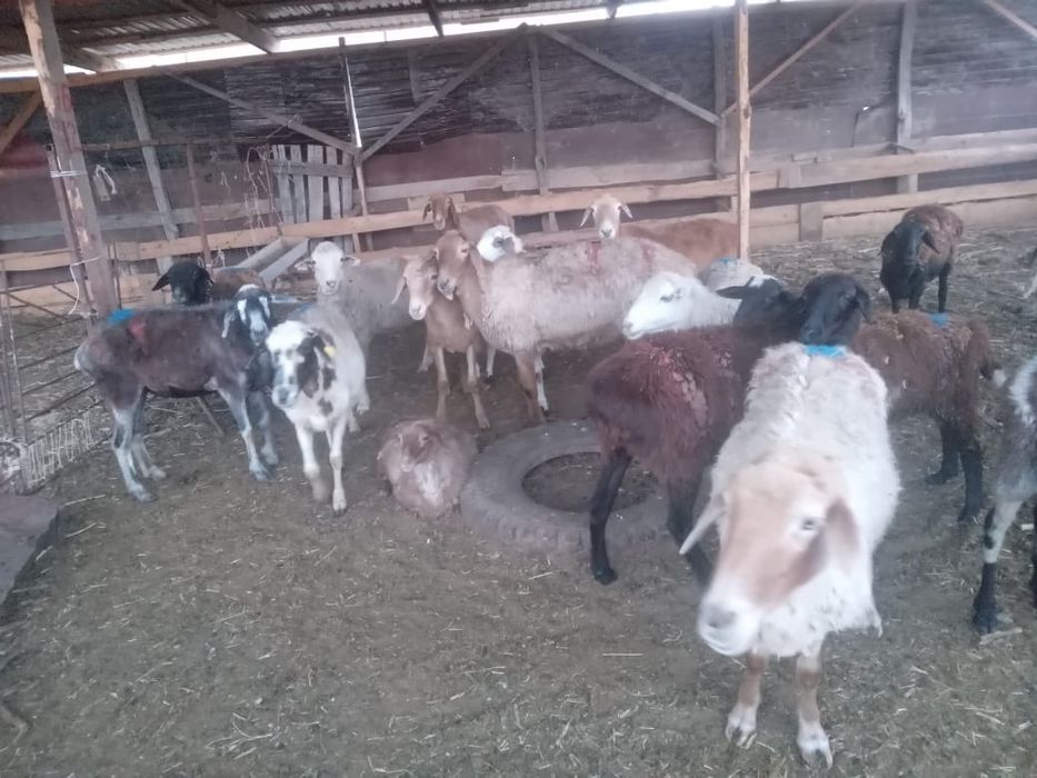 Продам саулык коилар