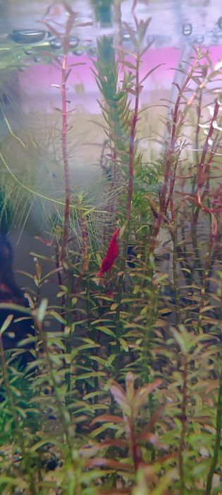 Creveti neocaridina , melci și pesti acvariu