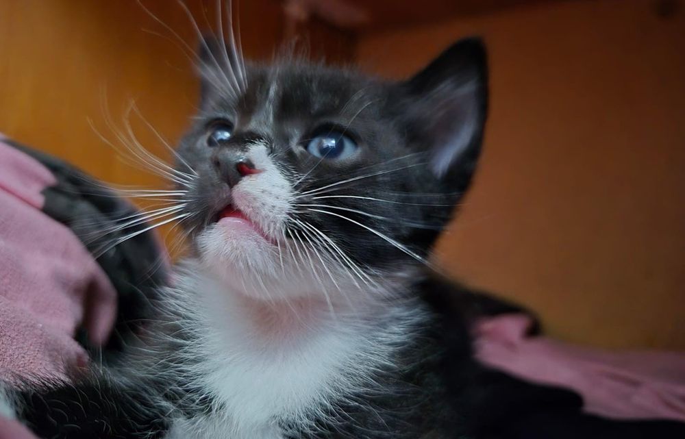 Spre adopție 3 pui de pisica,si un adult