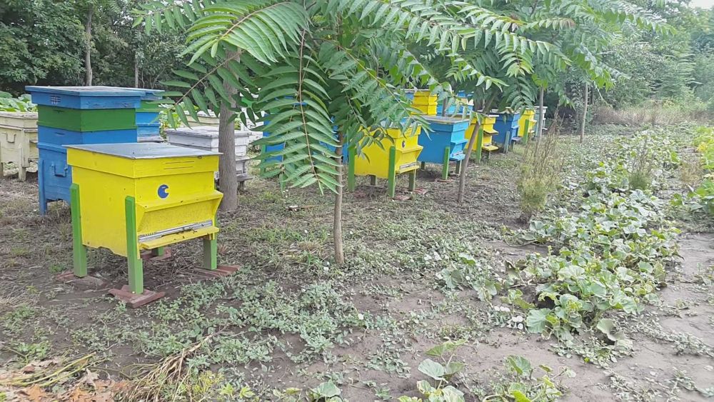 Пълно оборудване за начинаещ пчелар