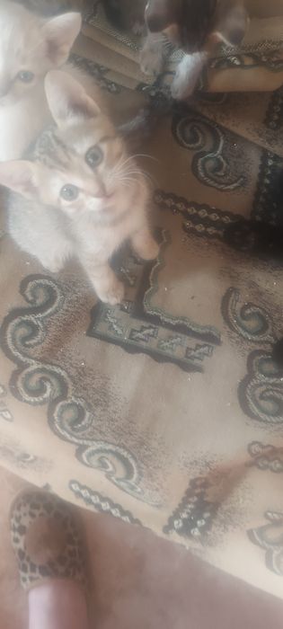 Отдам котят. Возвраст 1месяц.