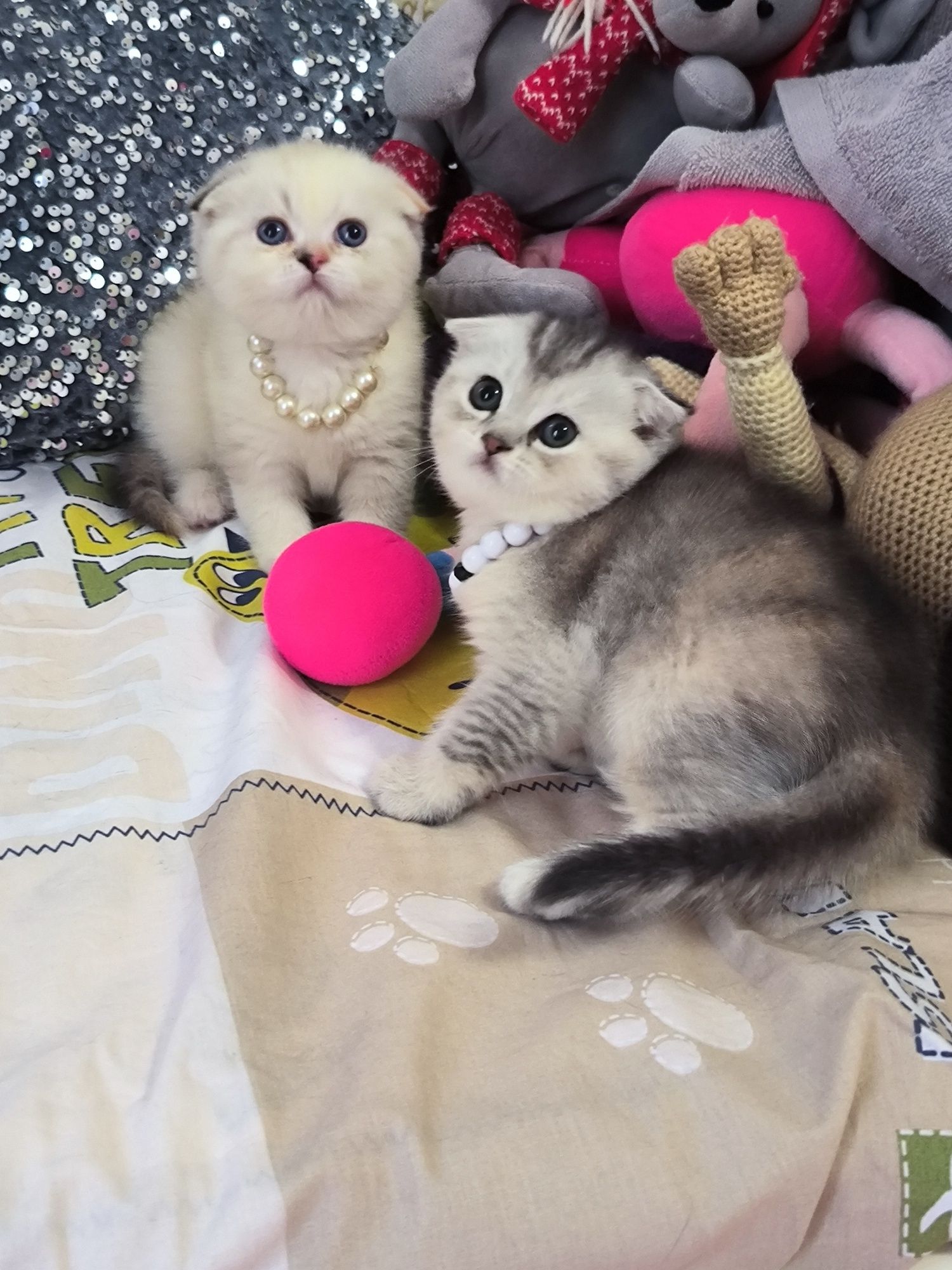 Котята чистокровные