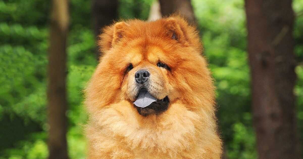 Chow chow / Чау чау высочайшего класса от элитного питомника Fulgrim