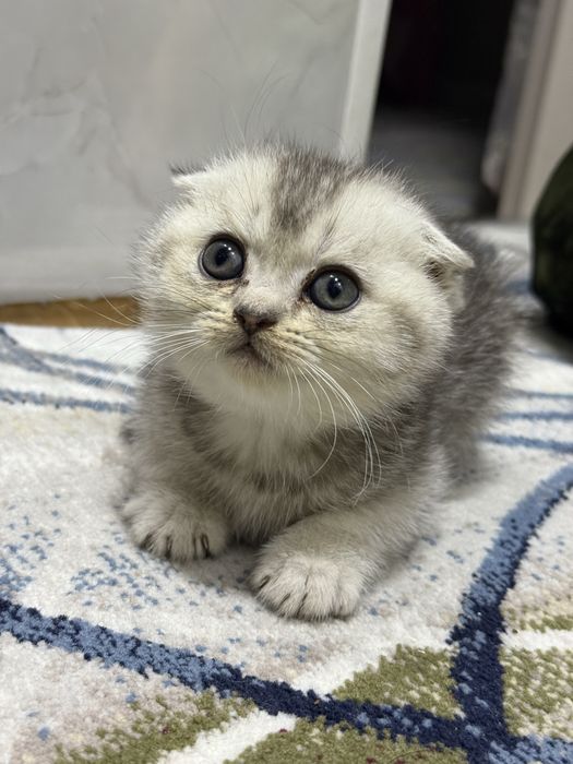 Zalataya shishila 1 yarim oyli