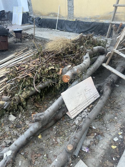 O’tin tekinga | ikkika gloss daraxti kesilgan