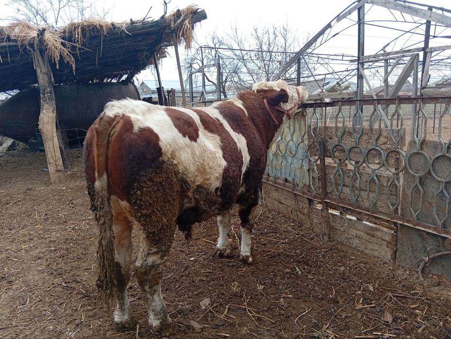 Simental novos 2 yoshda