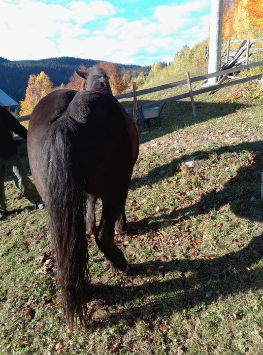 Vând cal de 3 garantat