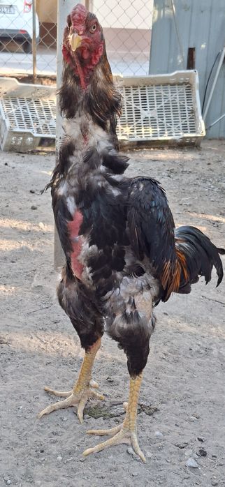 Ёшига тўлган хўроз сотилади