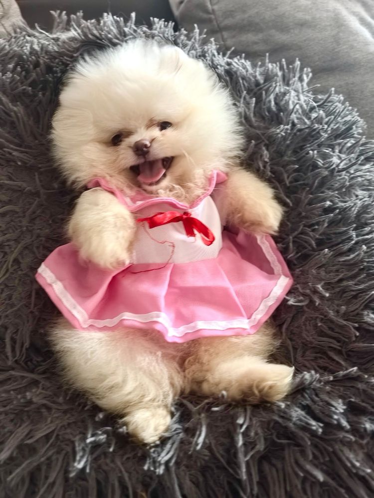 Pomeranian pedigree Fci, parinti campioni