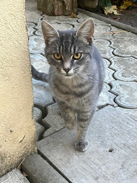 Donez pui de pisica de 5-6 luni