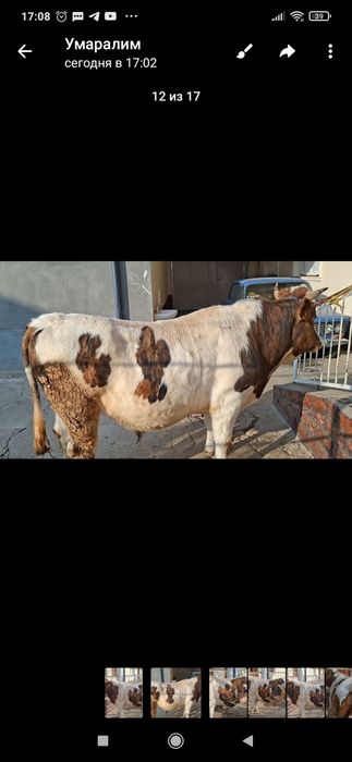 Уйда бокилган бука сотилади