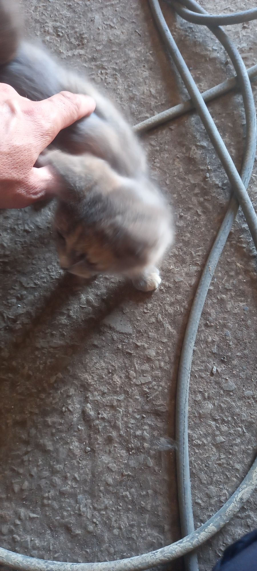 Котенок девочька