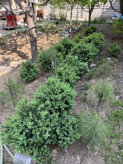 Shamshod sotiladi 50-60 cm