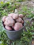 Продам картофель