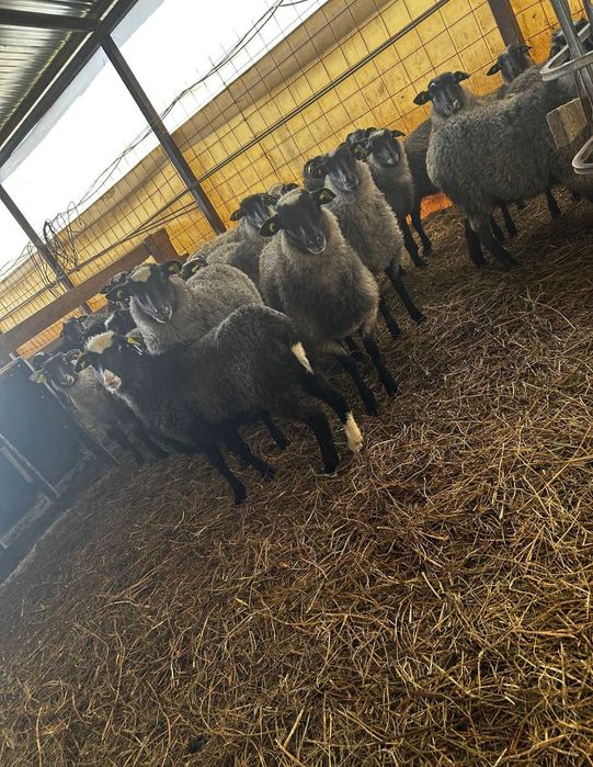 Miele romanov de vanzare