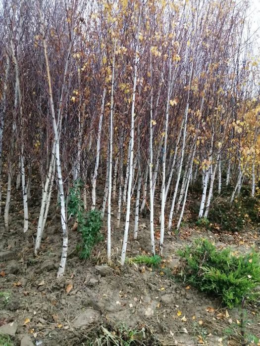 Mesteacăn Tei artar