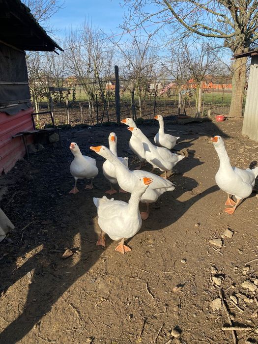 Gâște de vânzare 8 bucati