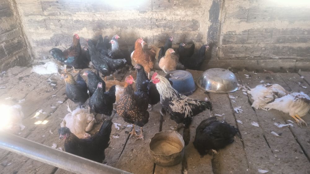 Продаются куры и петухи