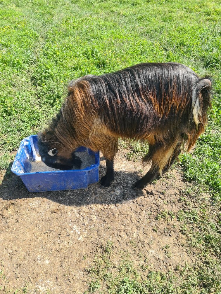 Tapi de anul acesta de cinch luni si cel mare un an jumate