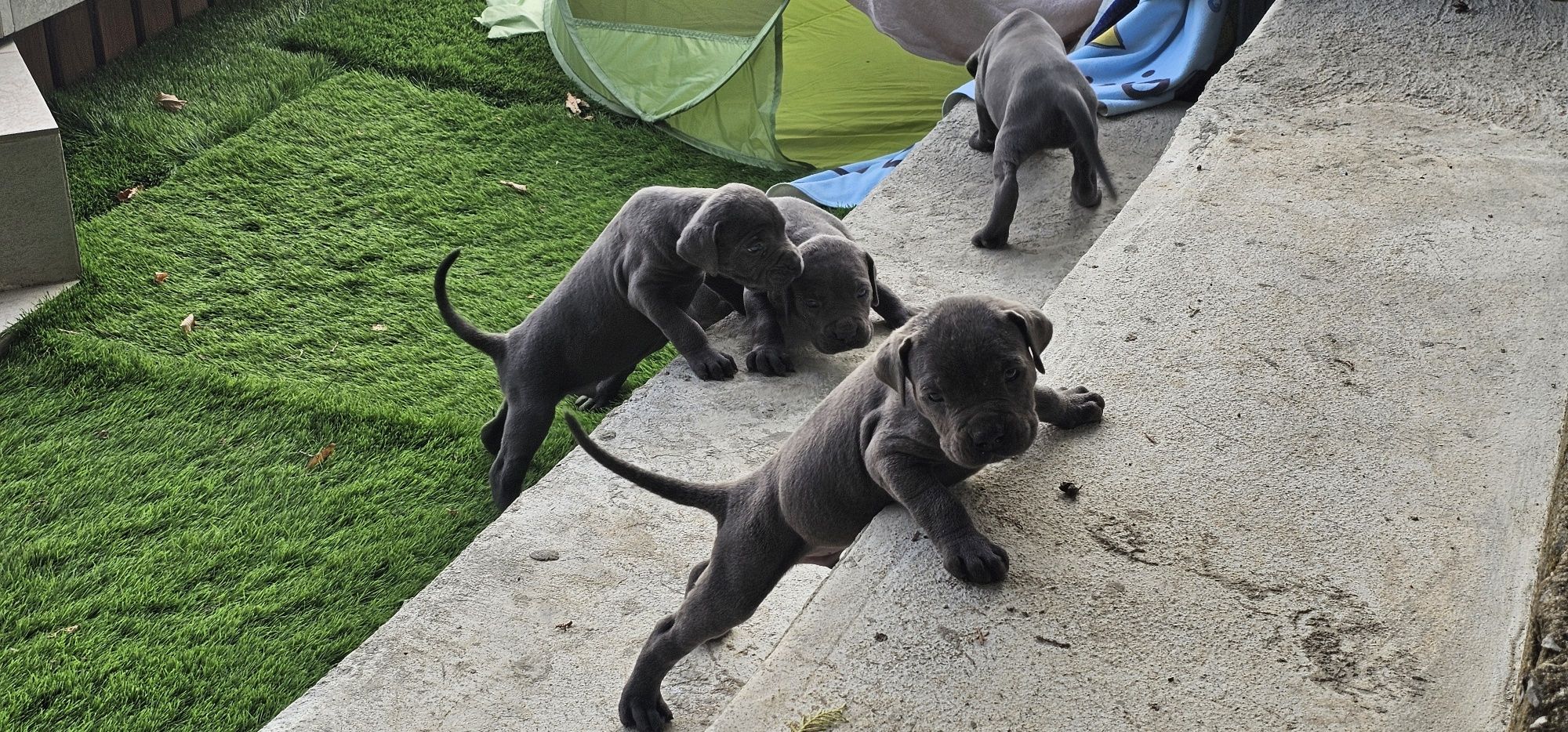 Кученца Кане Корсо Cane Corso
