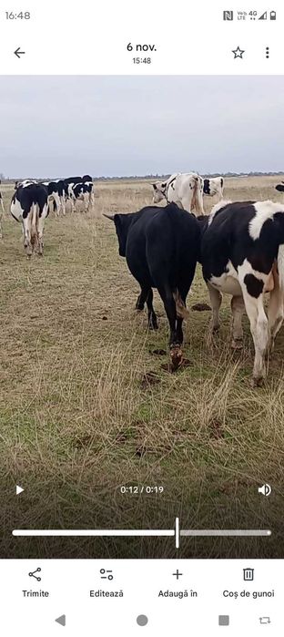 Tăurași în viu sau in carcasă