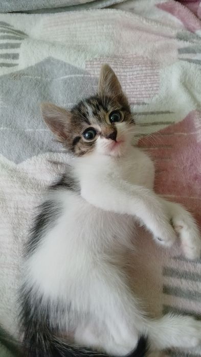 6 pui de pisică spre adoptie