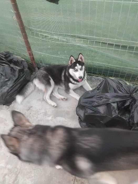 De vanzare pui huski siberian