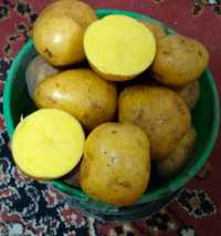Картофель картошка домашний