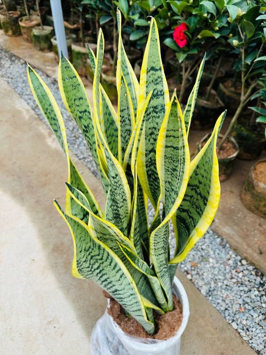 Сансевиерия (её ещё называют «тещин язык»